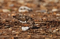 Turnstone - D